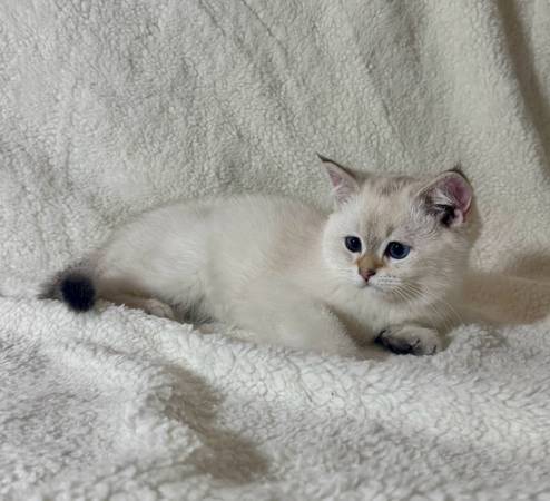Cute Kitten (Renton)63911483584387120