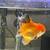 Oranda Goldfish, many to choose ($30) 7 thumbnail