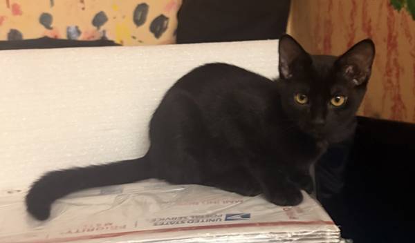 Black Bombay kittens 1