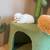 Scottish Fold (Norwalk) 11 thumbnail