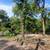 Tree work 7 thumbnail