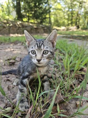 Two taby kittens (Shawnee)63670591408771123