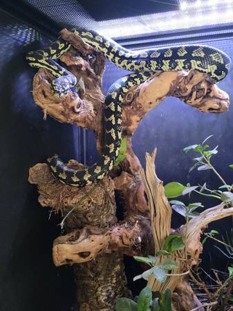 Jungle carpet python 1