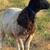 One Year Old Ram 2 thumbnail