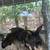 Rabbits 2 thumbnail