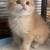 Scottish Fold Kittens 1 thumbnail