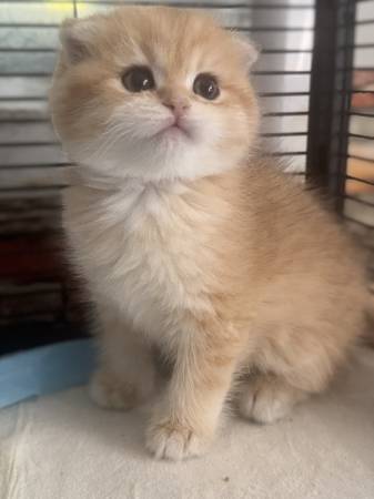 Scottish Fold Kittens 1