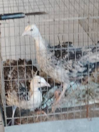 Peacocks 1