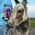 Mini spotted jack donkey 2 thumbnail