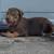 Bully puppy 1 thumbnail