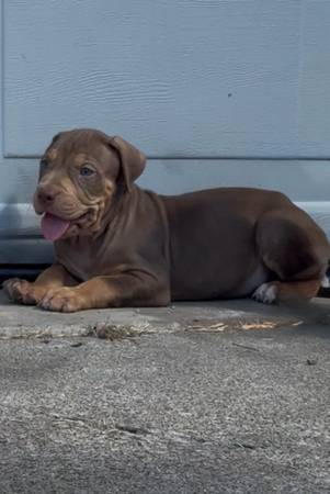 Bully puppy 1