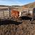Heifers for Sale 4 thumbnail