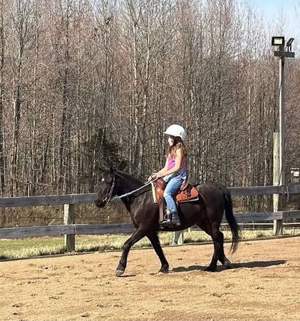 Super nice pony! 1
