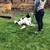 BASIC DOG TRAINING GROUP CLASS 4 thumbnail