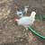 Chickens 2 thumbnail
