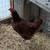Two Red Hens 1 thumbnail