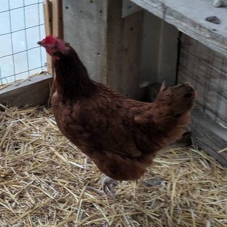 Two Red Hens 1