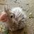Cockatiel 2 thumbnail