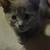 Russian Blue Kittens! 3 thumbnail