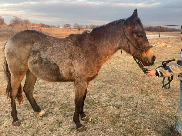 Stud colt 1