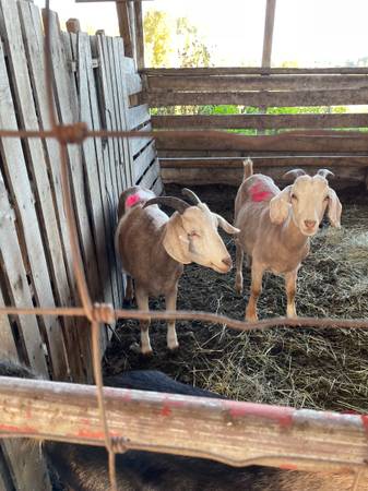 Goats 1