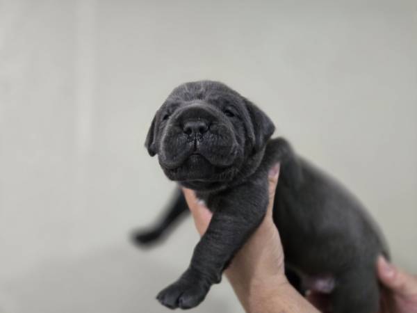 Cane corso (Los Ángeles)63829967646721120