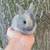 Rex rabbits 11 thumbnail