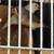 10 Finches 3 thumbnail