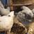 Pullets and chicks! 4 thumbnail