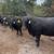 Bred cows 2 thumbnail
