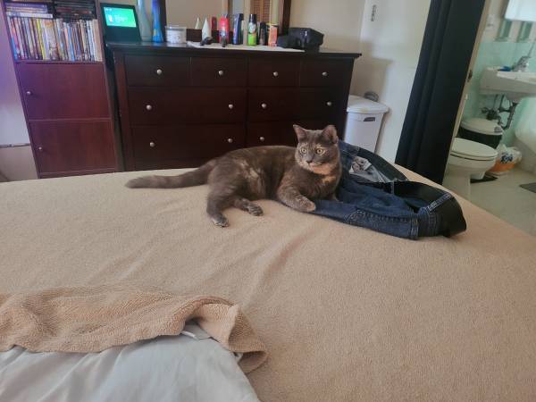 Rehoming 2 yr old cat (Franklin)63774332389377120