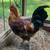 Easter Egger Roosters 1 thumbnail