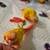 Conures 3 thumbnail