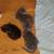 Kittens 1 thumbnail