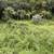 Regular Basis Lawn Maintenance (islandwide) 3 thumbnail