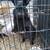 Rabbits for sale 7 thumbnail