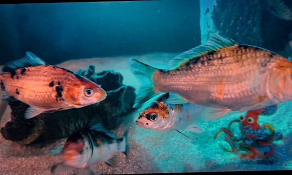 Last Call For Koi’s 1