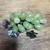 Jadeite and Nephrite Grapes And Leaves Decor 5 thumbnail
