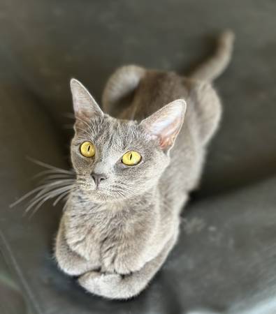 Young Russian blue - rescued 1