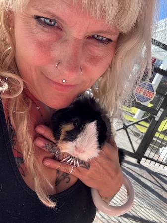 Rehoming sweet GUINEA PIG young, healthy “Bobby” (Livermore)63861571970433123