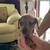 Dachshund 2 thumbnail