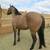 Beautiful, 100% Foundation AQHA Stallion 2 thumbnail
