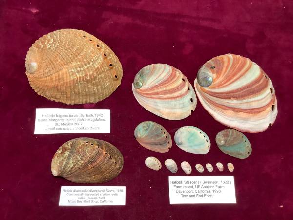 Seashells, Shells, Abalone, Haliotis 1