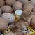 Rooster Chicks, Fertilized Eggs. Rhode Island Red 1 thumbnail