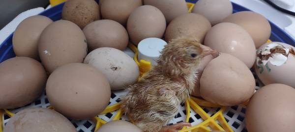 Rooster Chicks, Fertilized Eggs. Rhode Island Red 1