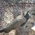 3 Peacocks & 1 Peahen 2 thumbnail
