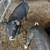 Feeder Pigs 7 thumbnail