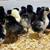 Chicks - Straight Run 2 thumbnail