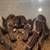 Tarantulas 6 thumbnail