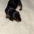 Dachshund Pups 1 thumbnail